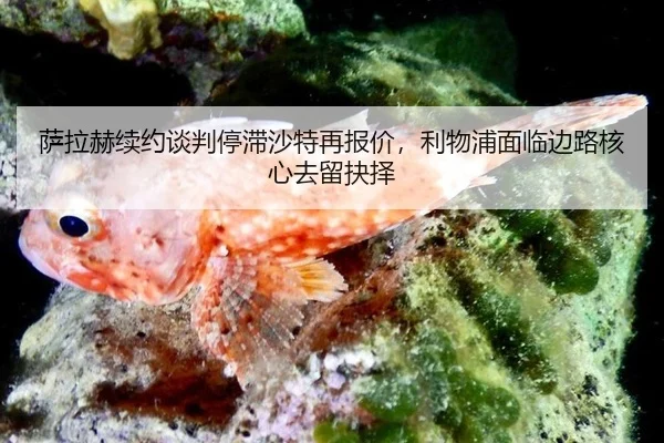 sa-la-he-xu-yue-tan-pan-ting-zhi-sha-te-zai-bao-jia-li-wu-pu-mian-lin-bian-lu-he-xin-qu-liu-jue-ze-2-732.jpg